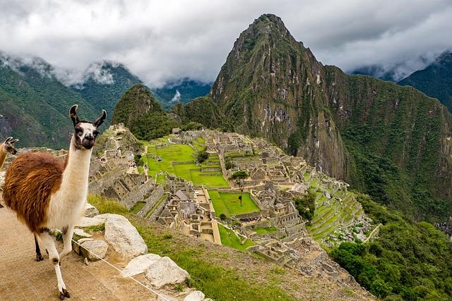 lama in peru